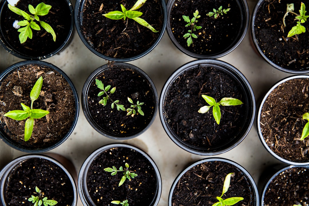 Photo houseplant, indoor garden