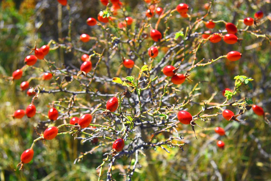 Photo Hardy plant