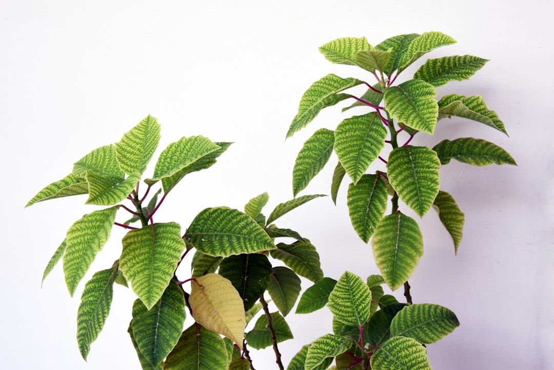 Photo herbal garden