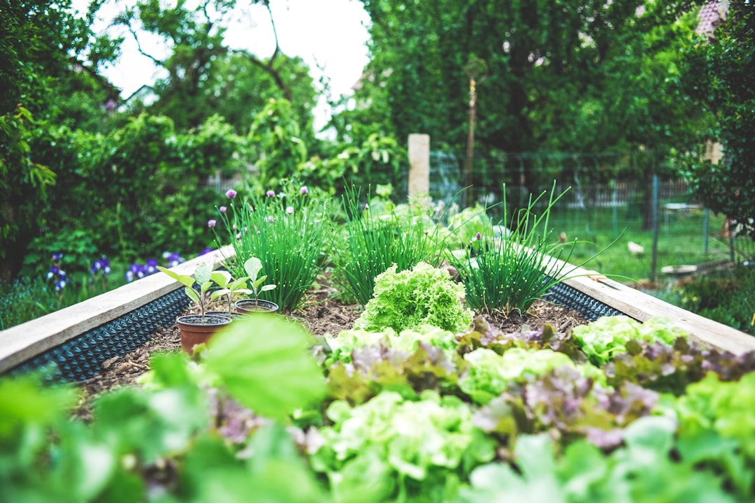 Photo Herbs, Garden