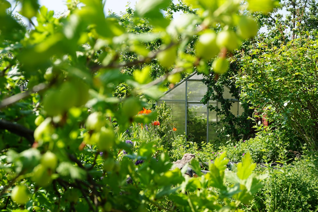 Photo Flowering garden