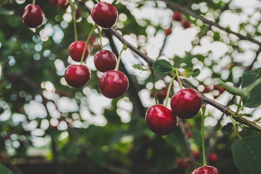 Photo Fruit tree