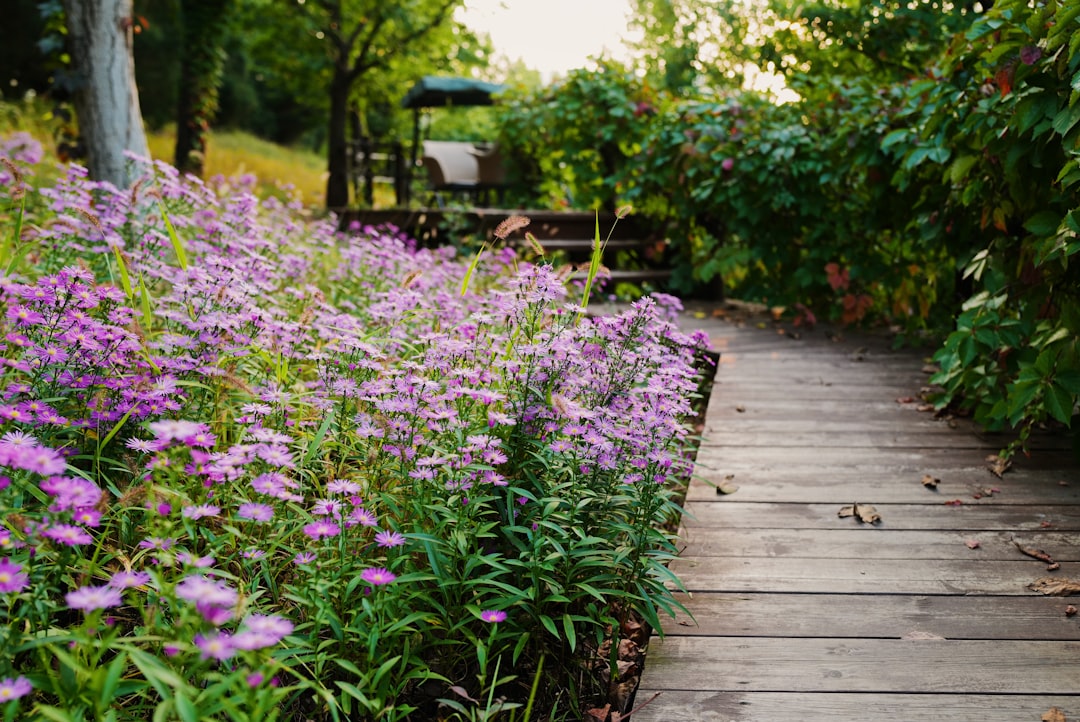 Photo Flower garden