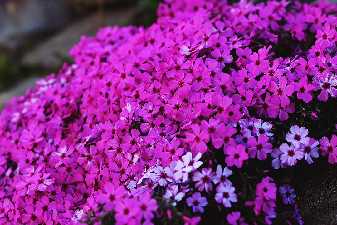 Photo Annual flowers