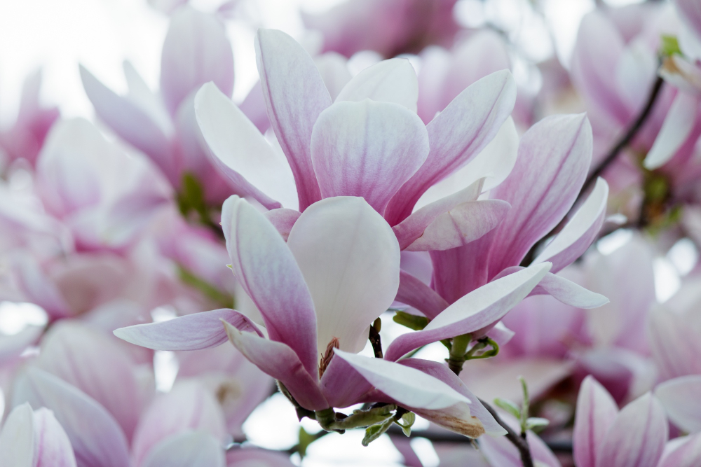 Magnolia 