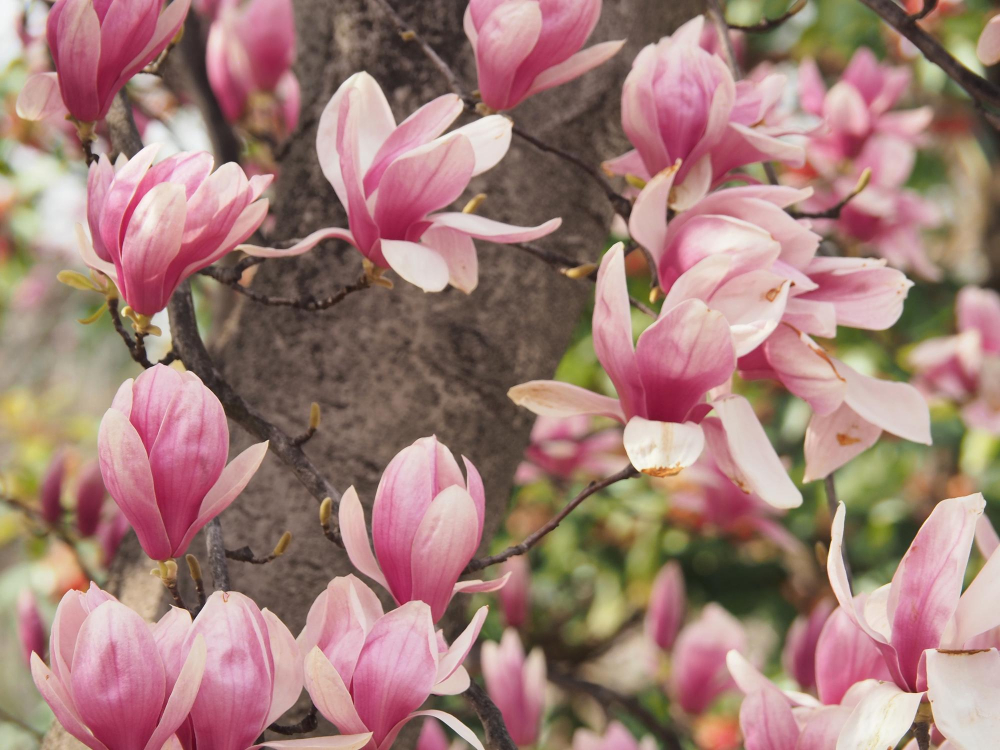 Sfaturi pentru îngrijirea magnoliei