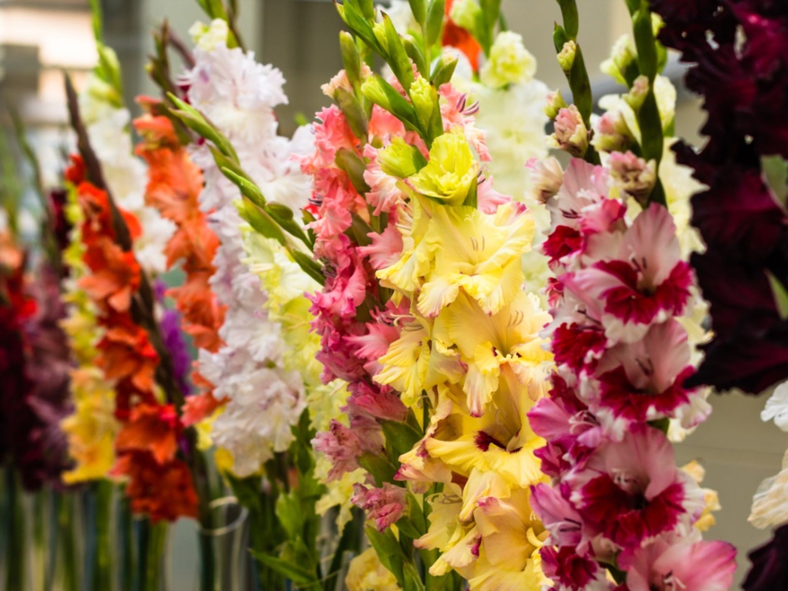 Gladiola