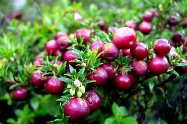 Gaultheria mucronată