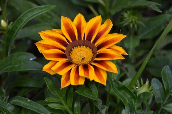 Gazania – Flori Colorate și Rezistente pentru Grădină