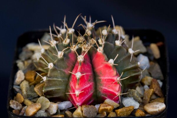 Gymnocalycium