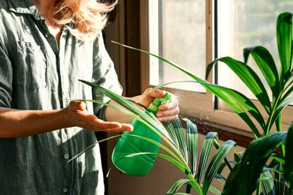 Frumusețea naturală a Palmierului Kentia (Howea forsteriana) în decorarea interioară