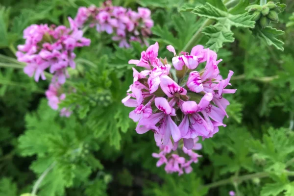 Pelargonium graveolens
