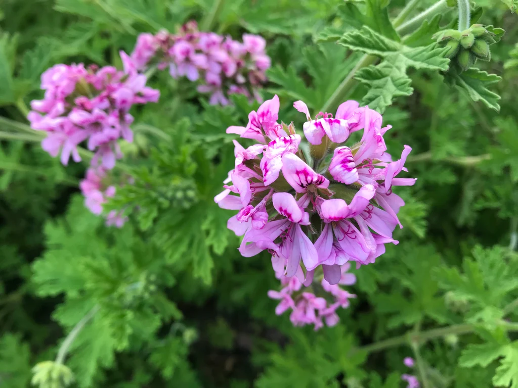 Pelargonium graveolens