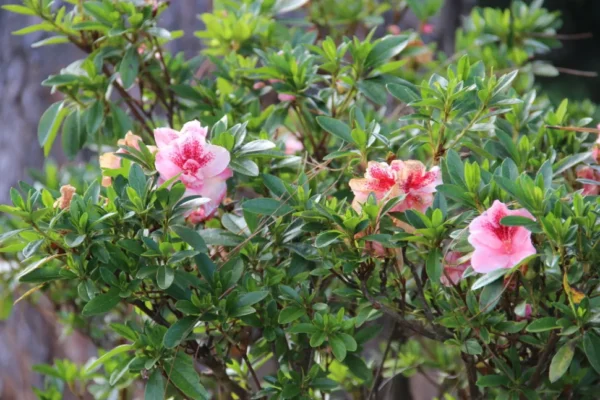 Rhododendron simsii