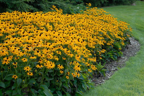 Rudbeckia Goldsturm