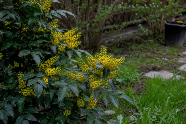 Mahonia (Mahonia aquifolium): cum se plantează și cum se îngrijește corect