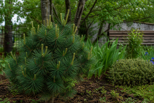 Pin negru (Pinus nigra) – tot ce trebuie să știi despre plantare și îngrijire