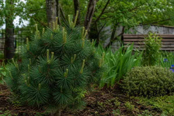 Pin negru (Pinus nigra) – tot ce trebuie să știi despre plantare și îngrijire
