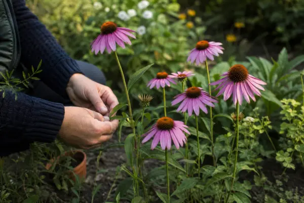 Echinacea purpurea – plantare, îngrijire și greșeli de evitat