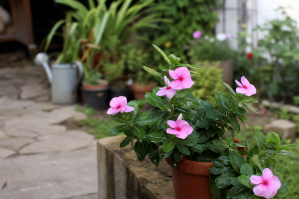 Vinca roz (Catharanthus roseus) – plantare și îngrijire pas cu pas