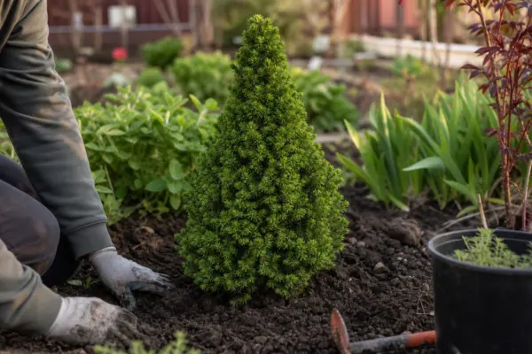 Molid conic (Picea glauca Conica) – plantare și îngrijire pas cu pas