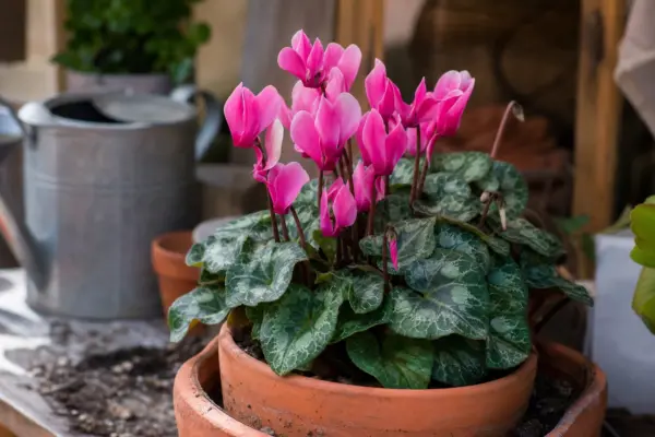 Ciclama (Cyclamen persicum) – condiții de creștere, plantare și îngrijire