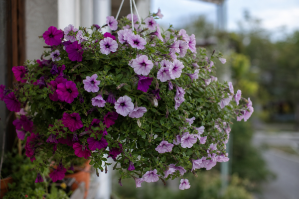 Surfinia (Petunia surfinia): ce condiții cere și cum o îngrijești