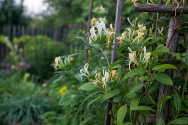 Caprifoi de pădure (Lonicera periclymenum) – plantare, îngrijire și greșeli de evitat