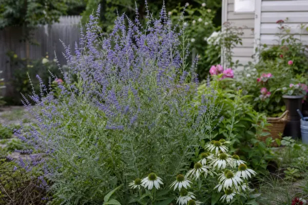 Lavandă rusească (Perovskia atriplicifolia) – ghid practic de plantare și îngrijire