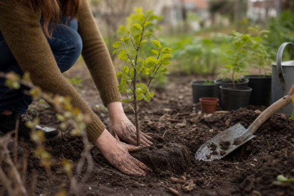 Ulm (Ulmus minor) – plantare și îngrijire pas cu pas