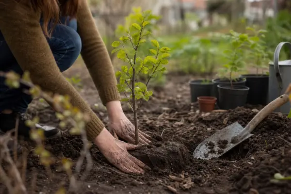 Ulm (Ulmus minor) – plantare și îngrijire pas cu pas
