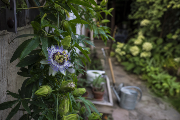 Floarea pasiunii (Passiflora caerulea) – condiții de creștere, plantare și îngrijire