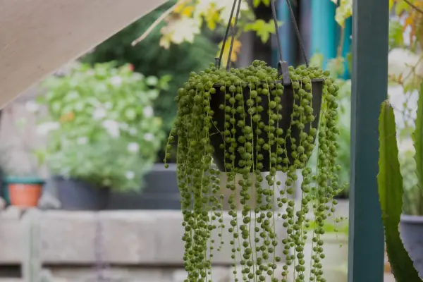 Șiragul de perle (Senecio rowleyanus) – plantare și îngrijire pas cu pas