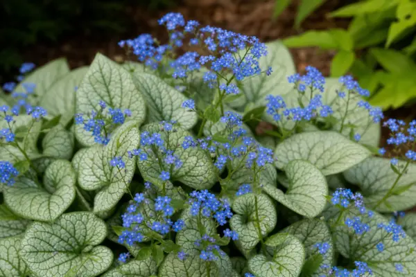 Brunnera (Brunnera macrophylla): plantare și întreținere