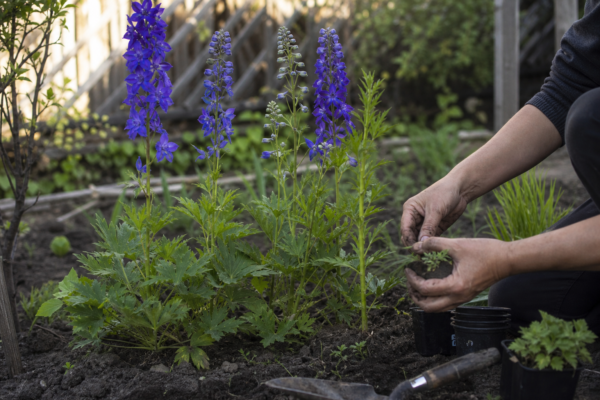 Nemțișor (Delphinium elatum) – de la plantare la întreținerea de zi cu zi