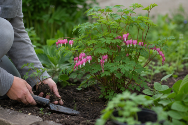 Dicentra spectabilis: ce condiții cere și cum o îngrijești