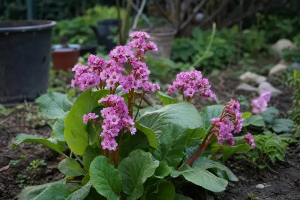 Bergenia cordifolia – sfaturi pentru plantare, creștere și întreținere
