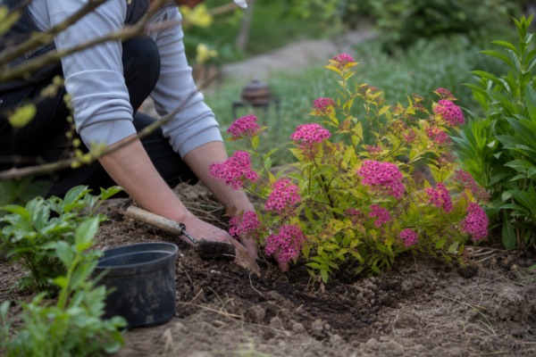 Spiraea japonica: cum se plantează și cum se îngrijește corect