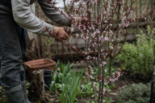 Corcoduș roșu (Prunus cerasifera) – ghid complet de cultivare și îngrijire