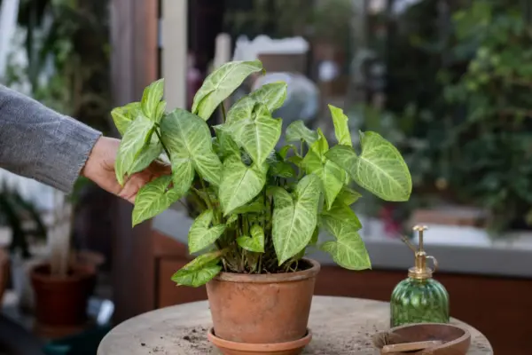Syngonium (Syngonium podophyllum) – plantare, îngrijire și greșeli de evitat