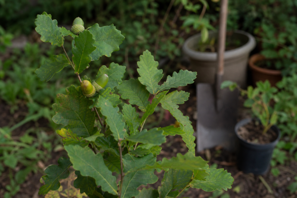 Stejar (Quercus robur) – ghid complet de cultivare și îngrijire