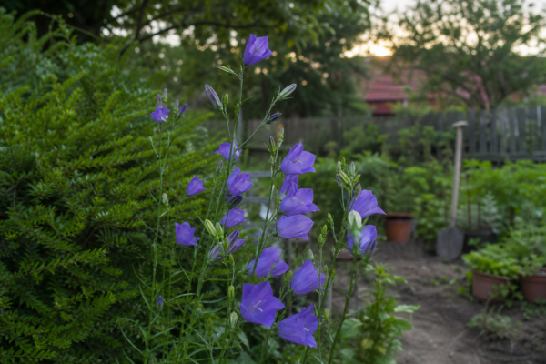 Campanula persicifolia – de la plantare la întreținerea de zi cu zi
