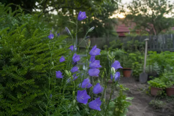 Clopoțel (Campanula persicifolia) – de la plantare la întreținerea de zi cu zi