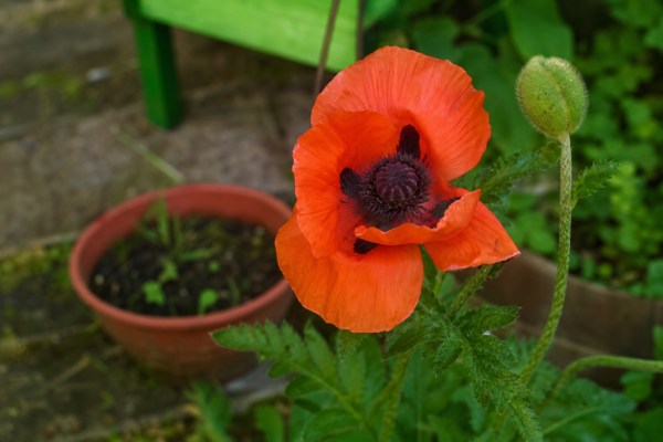 Mac de grădină (Papaver orientale) – ghid practic de plantare și îngrijire