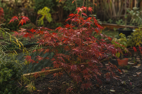 Arțar roșu (Acer rubrum) – ghid complet de cultivare și îngrijire