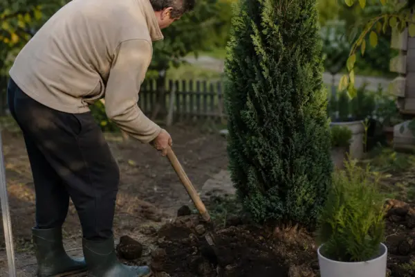Chiparos de California (Chamaecyparis lawsoniana) – sfaturi de plantare și îngrijire