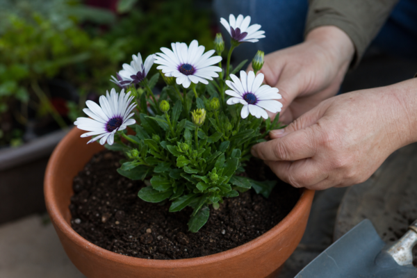 Osteospermum ecklonis – sfaturi pentru plantare, creștere și întreținere