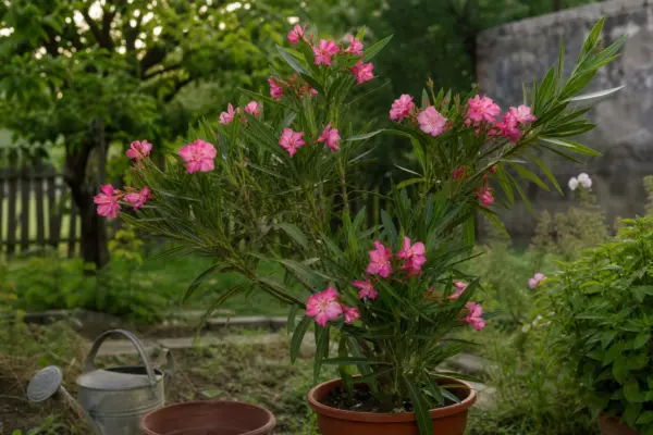 Oleandru (Nerium oleander) – sfaturi de plantare și îngrijire
