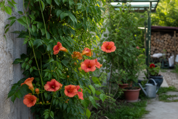 Trâmbița (Campsis radicans) – plantare și îngrijire pas cu pas