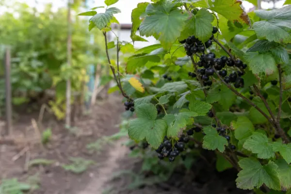 Coacăz negru (Ribes nigrum) – ghid complet de cultivare și îngrijire